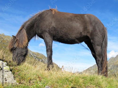 isländer pferd auf der alm © romy mitterlechner