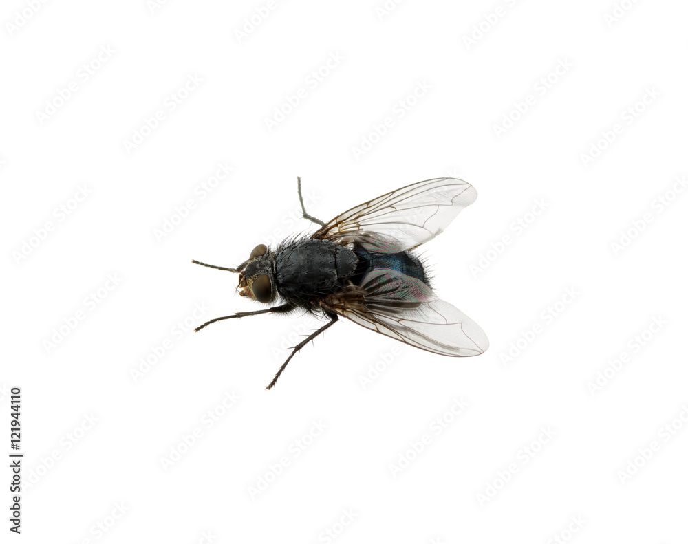 fly on a white
