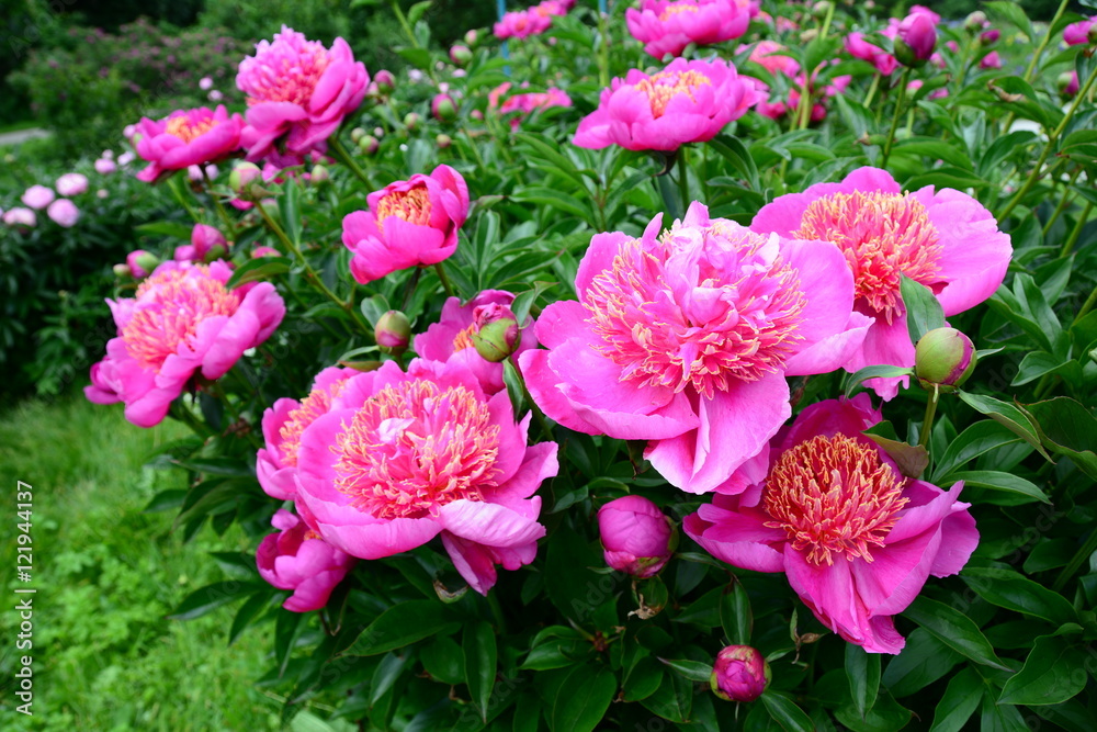 Blooming pink peonies in spring garden 