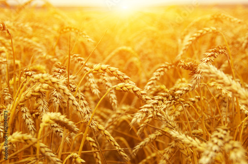  Wheat field on sun