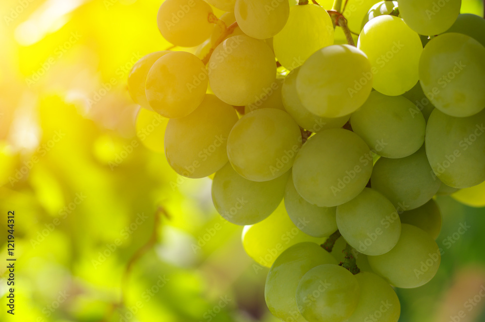  grapes on the vine