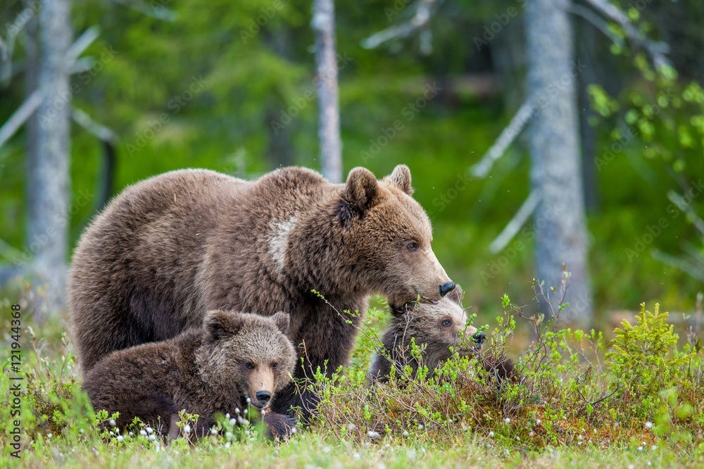 She-Bear and Cubs of Brown bear (Ursus Arctos Arctos) in the summer forest. Natural green Background She-Bear and Cubs of Brown bear (Ursus Arctos Arctos) in the summer forest. Natural green Background