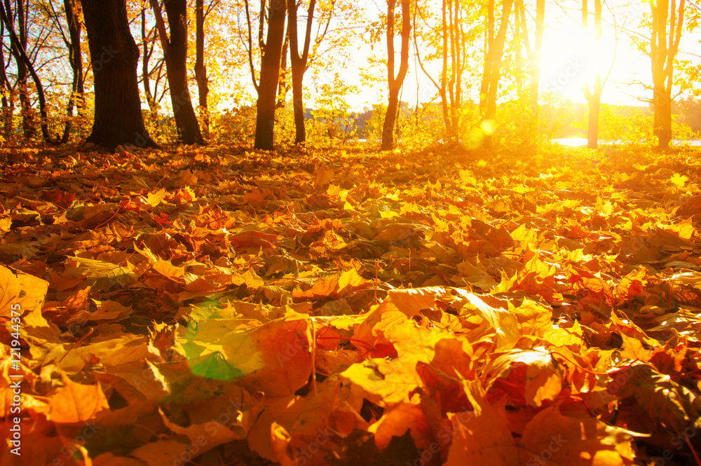 fallen leaves in autumn