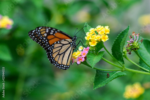 Monarch on lantana © chocphoto