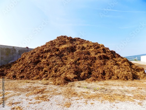 High pile of manure on farm photo