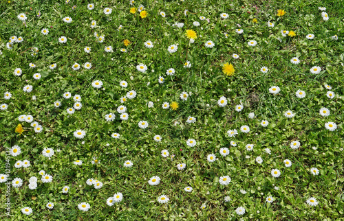 Fototapeta Naklejka Na Ścianę i Meble -  White daisies fields