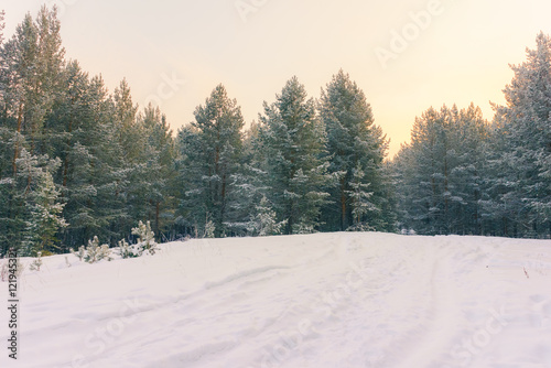 Winter Forest Scene