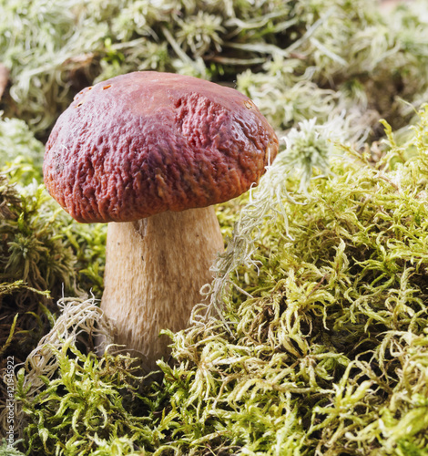 mushrooms growing in the forest moss.