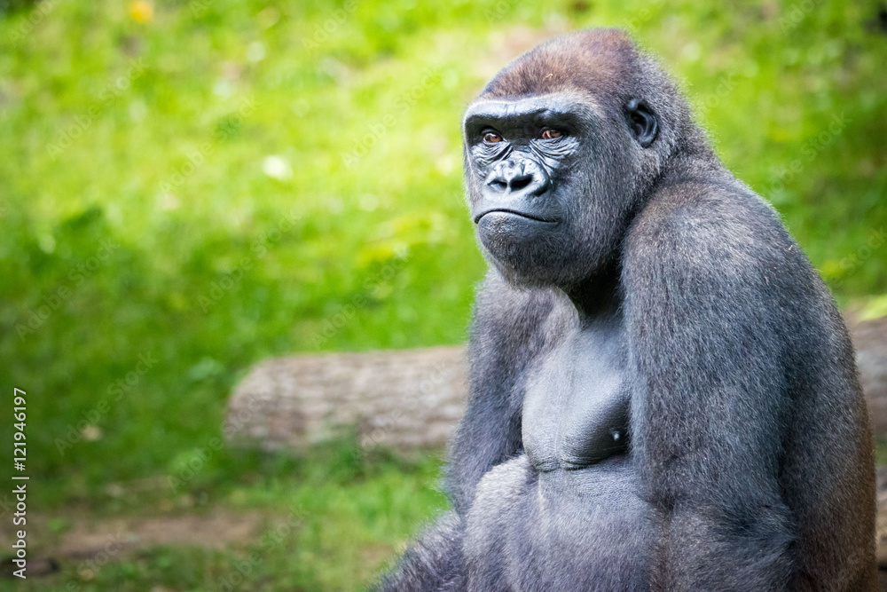 Gorilla