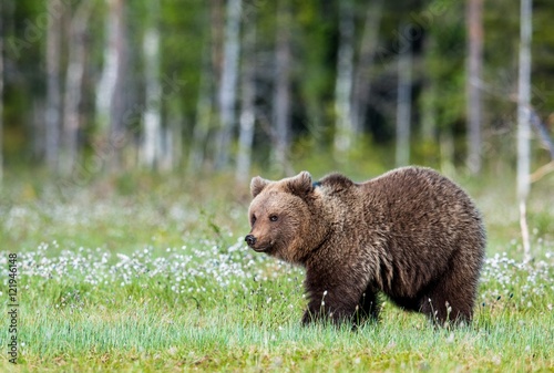 Wild Brown bear (Ursus Arctos Arctos) in the summer forest. Natural green Background