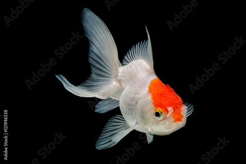 Red Cap Oranda Goldfish Isolated on black