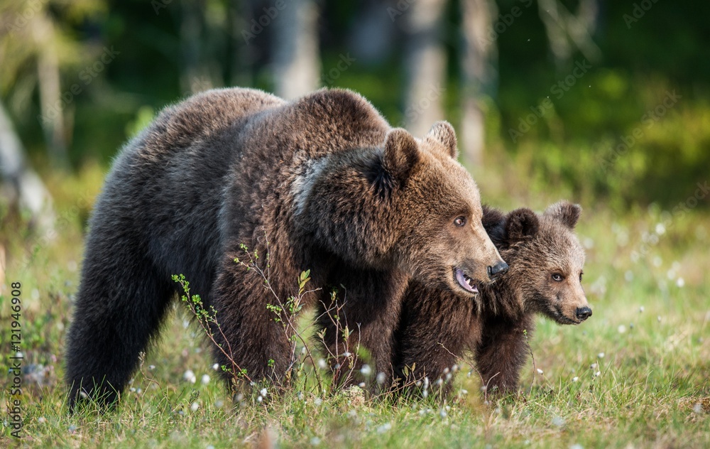 She-Bear and Cub of Brown bear (Ursus Arctos Arctos) in the summer forest. Natural green Background