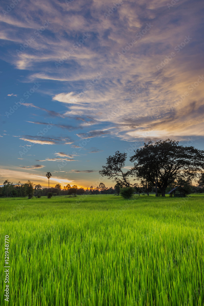 Abstract silhouette of paddy rice field ,the sunset with beautiful sky and cloud in the evening in Thailand.(By the soft blurred with the violet tone.) Abstract silhouette of paddy rice field ,the sunset with beautiful sky and cloud in the evening in Thailand.(By the soft blurred with the violet tone.)