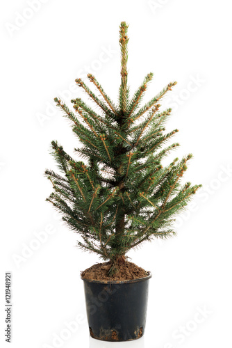 Small Christmas tree in a pot