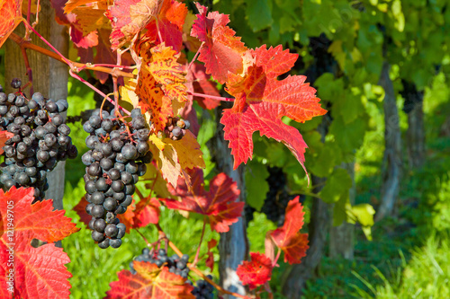 Weintrauben im Herbst - Wine grapes in fall photo