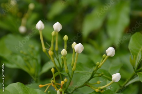 The buds sampaguita jasmine.
