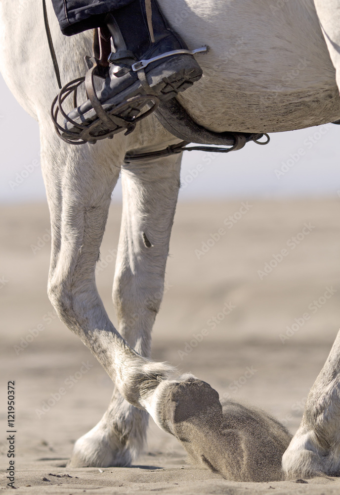Obraz premium rider on the beach
