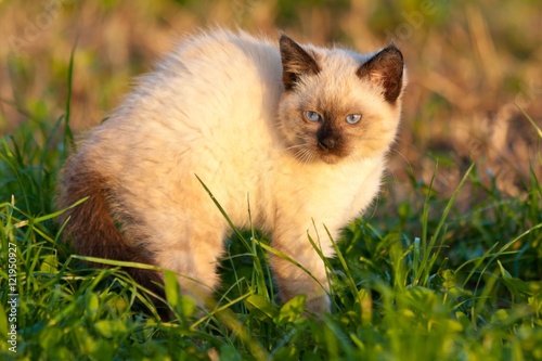 Photography Seven weeks old scared Siamese kitten angry hissing in a hot late afternoon sun