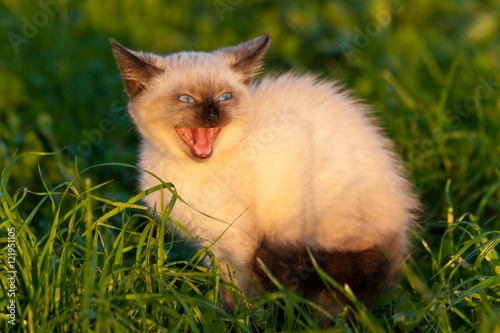 Canvas Print Seven weeks old scared Siamese kitten angry hissing in a hot late afternoon sun