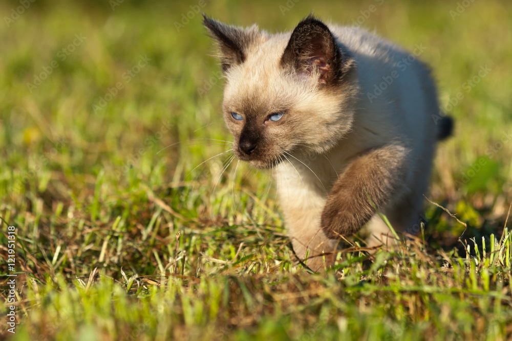 Eight weeks old Siamese kitten stalking a prey in a late afternoon sun.