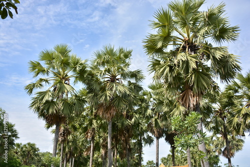 Toddy palm.  