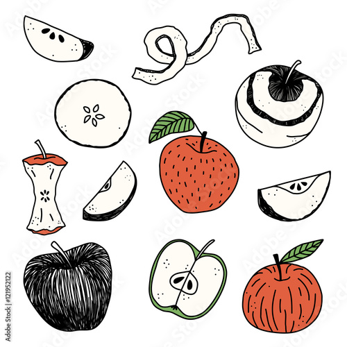 Hand drawn apple vector illustration
