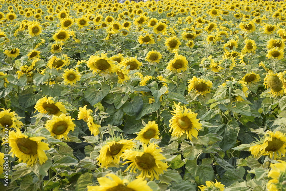 Sunflower field