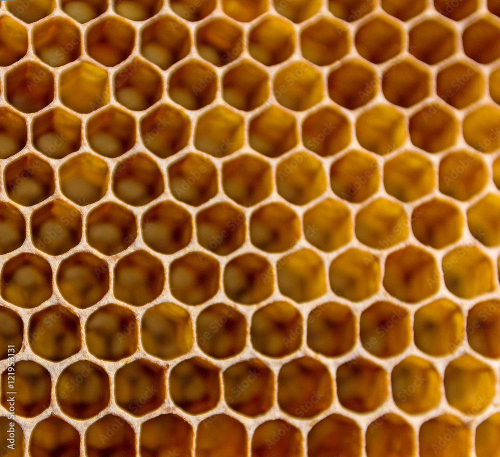 Honeycombs Filled With Honey Closeup Honeycombs Filled With Honey Closeup