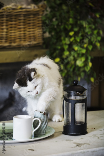 A cat on a garden table putting his paw into a milk jug. A coffee perculator and milk jug. photo