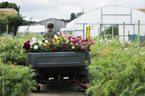 A man driving a small garden vehicle along the path between flowerbeds, loaded with cut flowers for commercial orders and flower arrangements. 