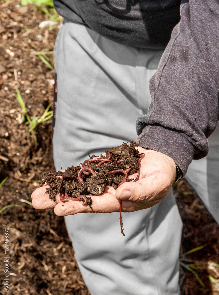 Person showing handful of compost with earthworms