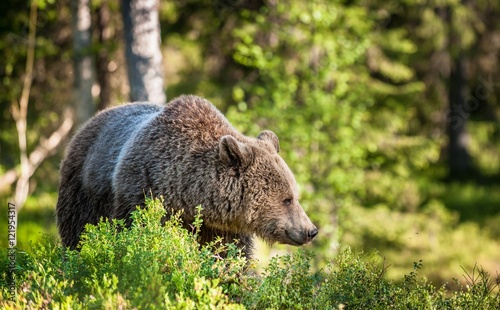 Close up portrait of the Wild Brown bear (Ursus Arctos Arctos) in the summer forest. Natural green Background