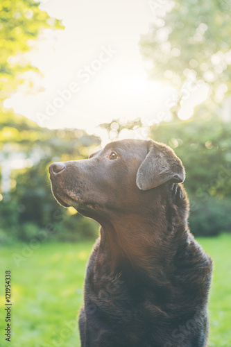 Profile Shot of a Chocolate Labrador in the Garden