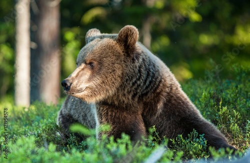 Close up portrait of Adult Wild Brown bear (Ursus Arctos Arctos) in the summer forest. Natural green Background