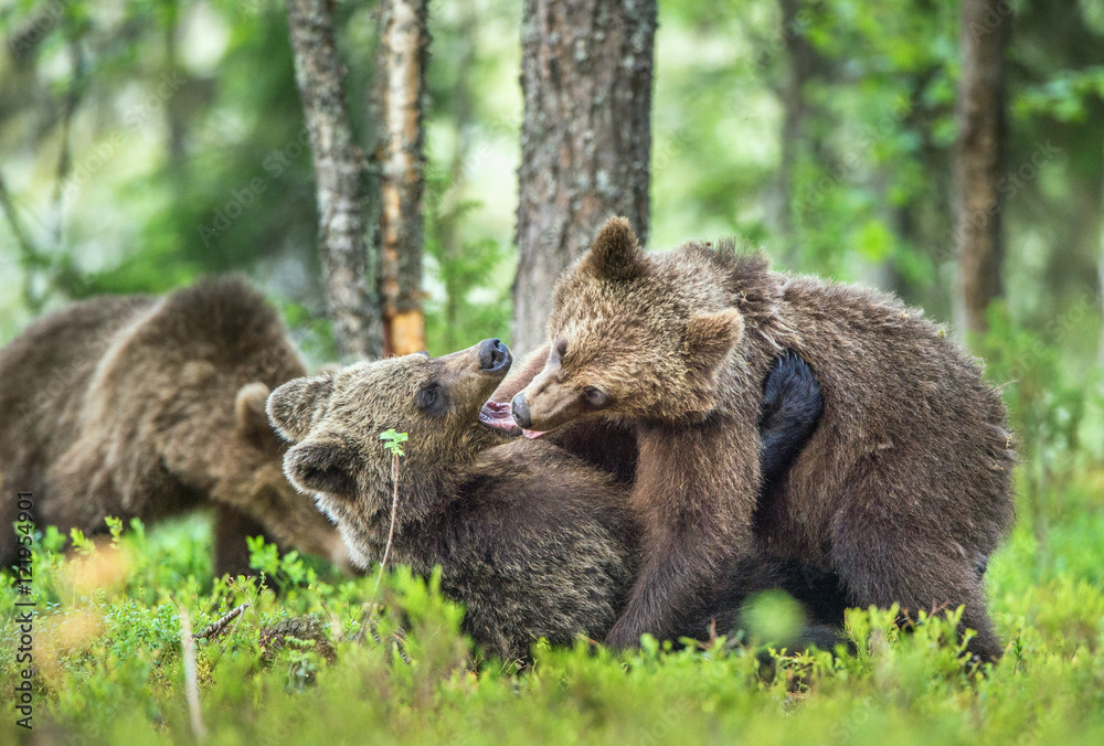 The Cubs of Brown bears (Ursus Arctos Arctos) playfully fighting, The summer forest. Natural green Background The Cubs of Brown bears (Ursus Arctos Arctos) playfully fighting, The summer forest. Natural green Background