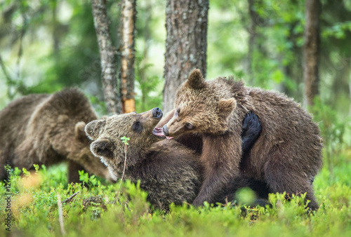 The Cubs of Brown bears  Ursus Arctos Arctos   playfully fighting  The summer forest. Natural green Background