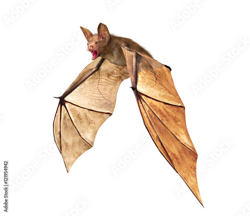 Flying Vampire bat isolated on white background, 3D rendring