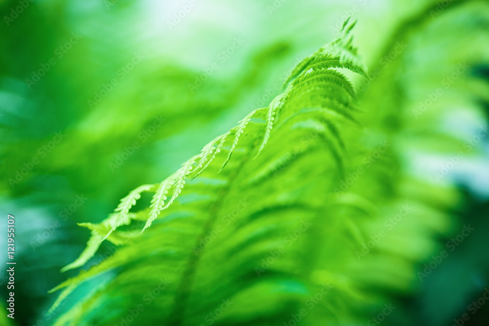 Blurred fern leaves. Shallow depth of field.