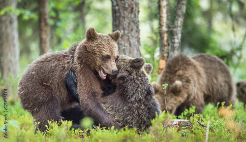 The Cubs of Brown bears (Ursus Arctos Arctos)  playfully fighting, The summer forest. Natural green Background