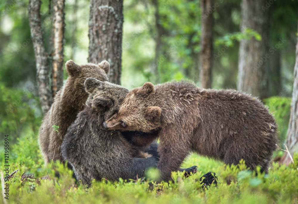The Cubs of Brown bears (Ursus Arctos Arctos) playfully fighting, The summer forest. Natural green Background The Cubs of Brown bears (Ursus Arctos Arctos) playfully fighting, The summer forest. Natural green Background