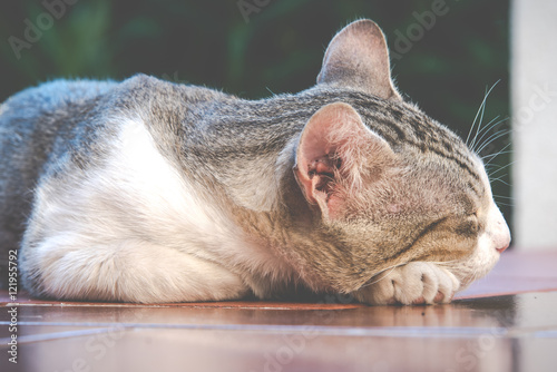 Gattino tenero sdraiato sul pavimento