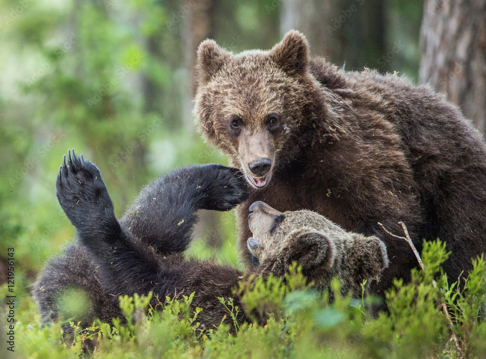 The Cubs of Brown bears (Ursus Arctos Arctos) playfully fighting, The summer forest. Natural green Background The Cubs of Brown bears (Ursus Arctos Arctos) playfully fighting, The summer forest. Natural green Background