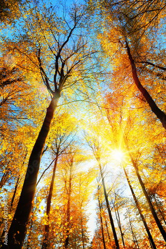 Wald im Herbst  die gelben Baumwipfel werden von der Sonne hell beleuchtet