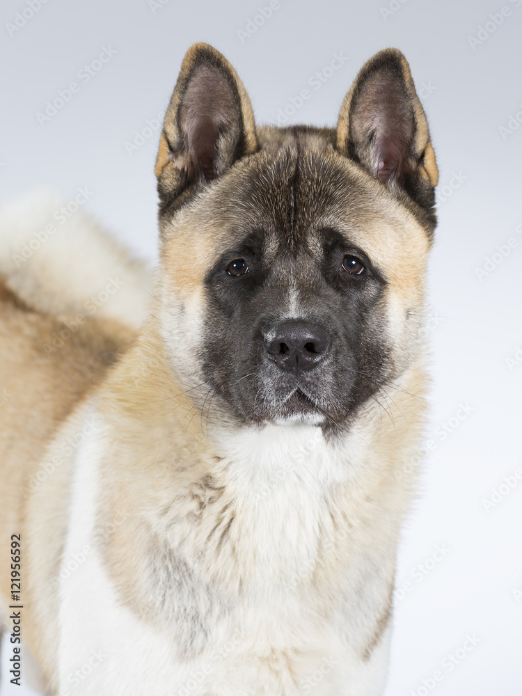 American akita portrait. Image taken in a studio. American akita portrait. Image taken in a studio.