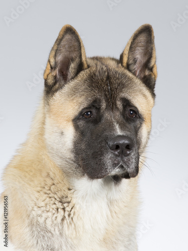 Bilde på lerret American akita portrait. Image taken in a studio.