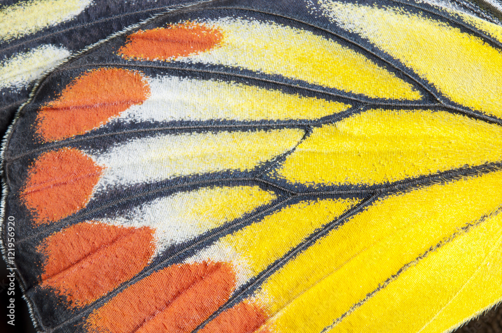 Obraz premium Zbliżenie Malujący Jezebel skrzydło, motyla skrzydła szczegółu tekstury tło