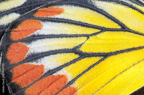 Closeup The Painted Jezebel wing, butterfly wing detail texture background