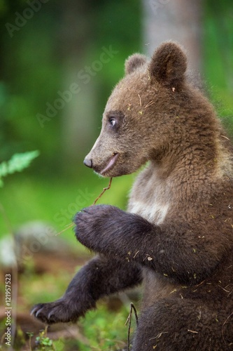 Close up Portrait of Cub of Brown bear (Ursus Arctos Arctos) in the summer forest. Natural green Background