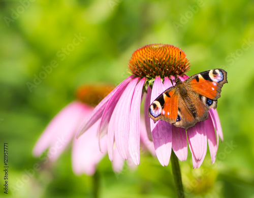 Peacock butterfly on pink echinacea blossom