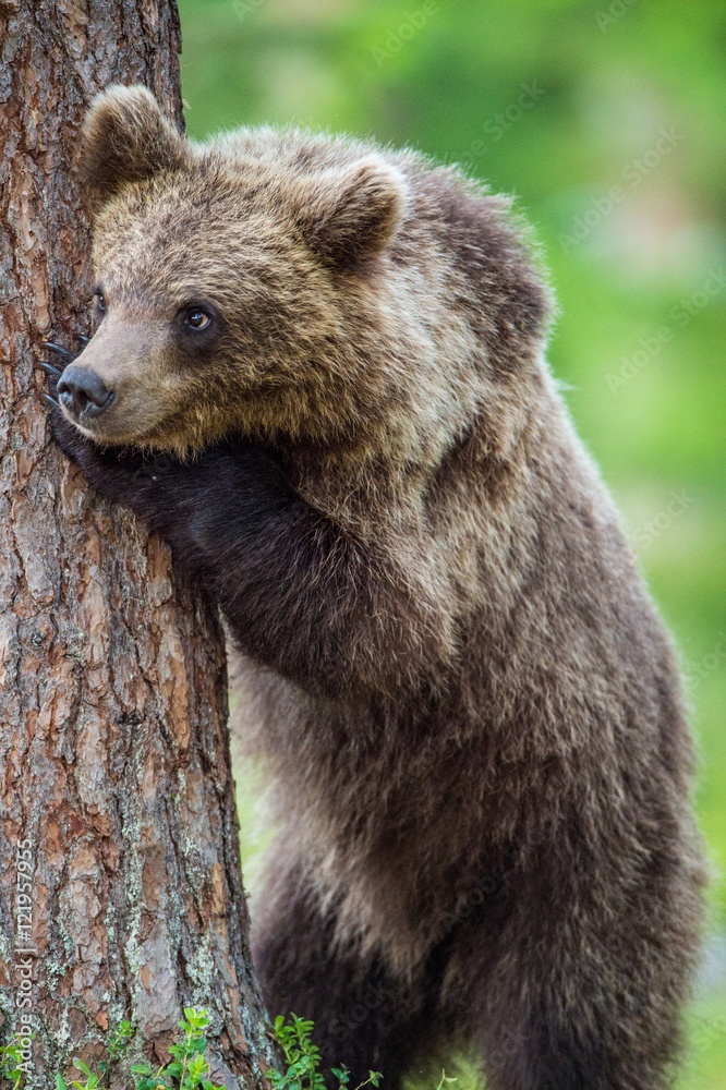Close up Portrait of Cub of Brown bear (Ursus Arctos Arctos) in the summer forest. Natural green Background Close up Portrait of Cub of Brown bear (Ursus Arctos Arctos) in the summer forest. Natural green Background